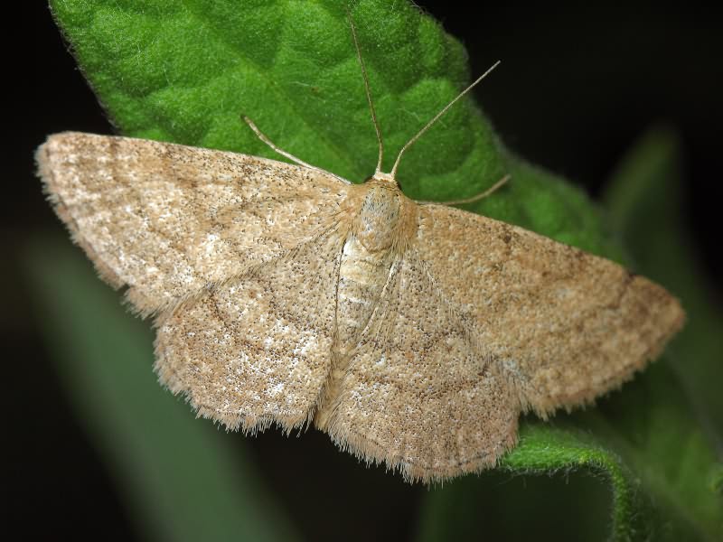 Scopula rubiginata (Hufnagel, 1767)